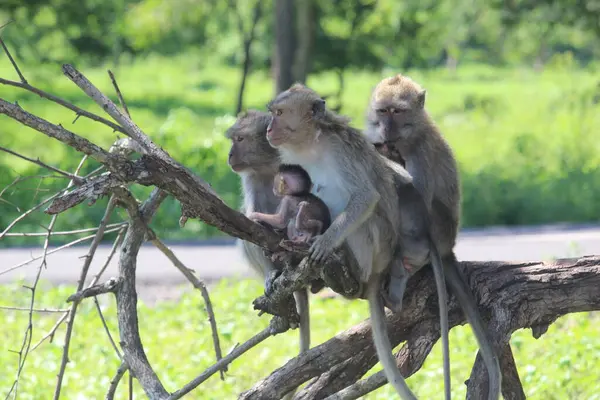 Familia Del Mono Está Árbol Parque Nacional Baluran Situbondo Java —  Fotos de Stock