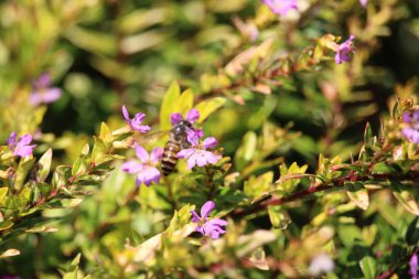 Küçük arı küçük bir çiçekte bal emiyor.