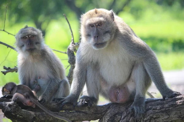 Οικογένεια Πιθήκων Είναι Επάνω Ένα Δέντρο Baluran National Park Situbondo — Φωτογραφία Αρχείου