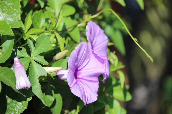 Фиолетовые Дикие Цветы Прилипли Стене — стоковое фото