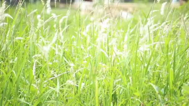 Wild Weeds Turn Green Edge Countryside — Stock Video