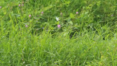 Yabani otlar kırsalın kenarında yeşile döner.