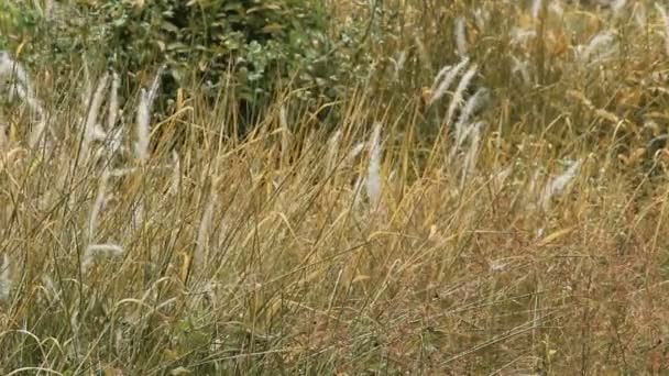 L'herbe verte sèche au jaune en raison des feux de forêt