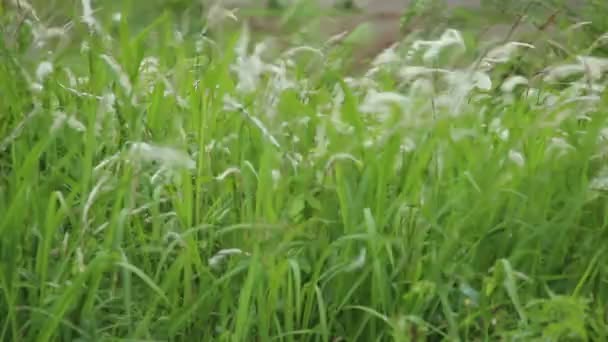 Ervas Daninhas Selvagens Ficam Verdes Borda Campo — Vídeo de Stock