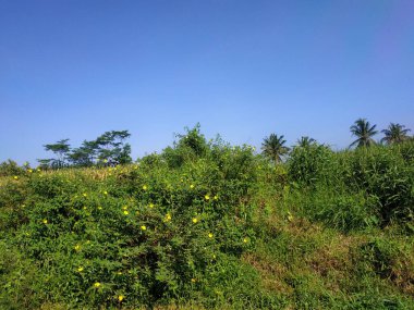Endonezya 'nın en güzel dağ köylerindeki çeltik tarlaları