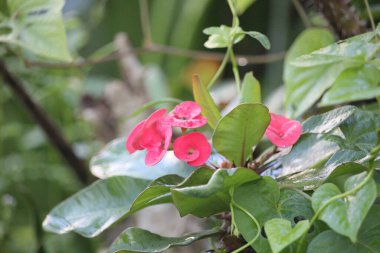 Evin önünde yetişen kırmızı yabani çiçekler.