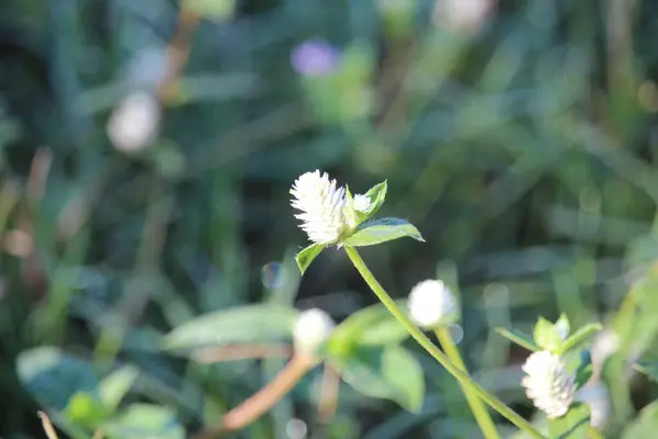 Biały Nieśmiały Kwiat Księżniczki Lub Mimosa Pudica — Zdjęcie stockowe