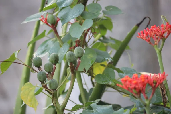 Jatropha Meyveleri Ortaya Çıktı — Stok fotoğraf