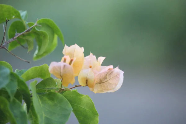 Bougainvillea Žluté Květy Rozkvést Plné Kráse Městském Parku — Stock fotografie