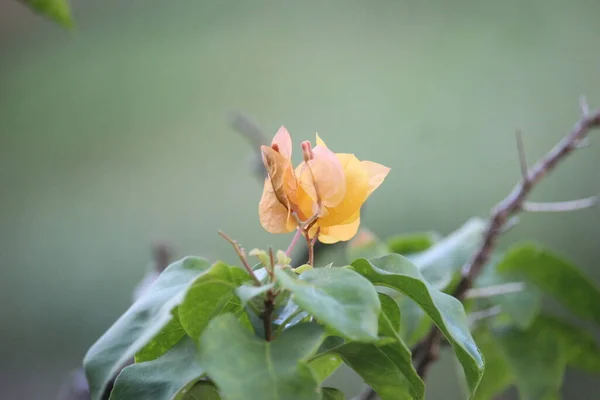 Bougainvillea Žluté Květy Rozkvést Plné Kráse Městském Parku — Stock fotografie