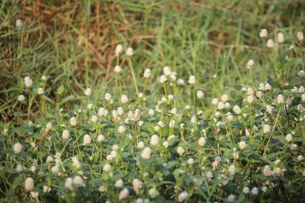 村道の端に白い野の花が — ストック写真