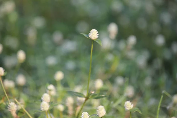 White Wild Flowers Edge Village Road — Stock Photo, Image