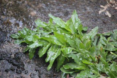 Şehir parkının kenarındaki yeşil çimenler