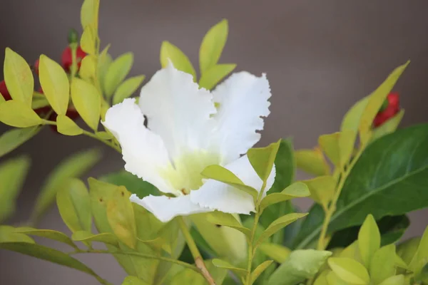 Die Blütenknospen Des Adeniums Haben Noch Nicht Geblüht — Stockfoto