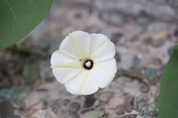 Beyaz Saat Çiçekleri Evin Bahçesinde Büyüyor — Stok fotoğraf