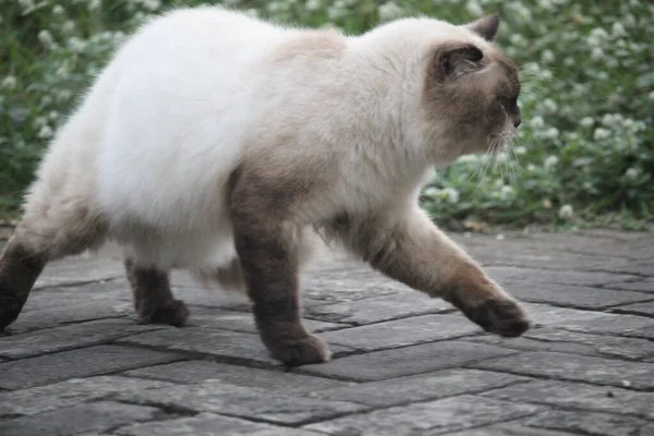 Czarny Biały Kot Bawi Się Chodniku Przed Domem — Zdjęcie stockowe