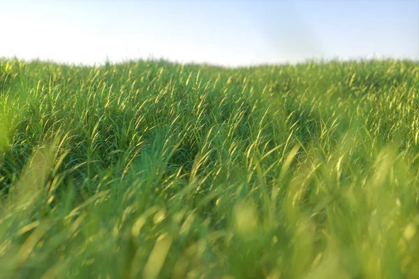 Vihreä ruoho ja valoisa kenttä, luonnonmaisema, 3d renderöinti . — kuvapankkivalokuva