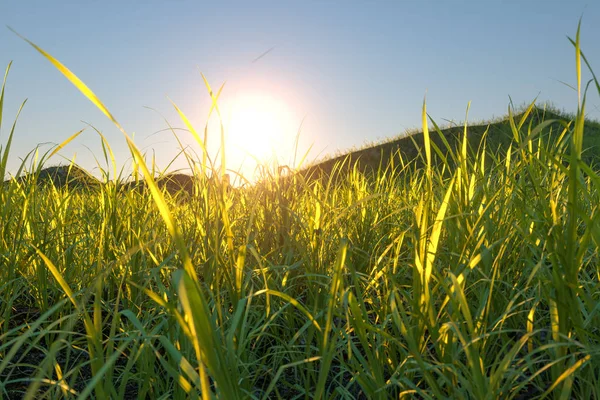 Grass field and mountains with bright background,3d rendering. — ストック写真