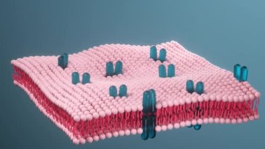 Sitomembran ve biyoloji, yaşam ve sağlık, 3D görüntüleme.
