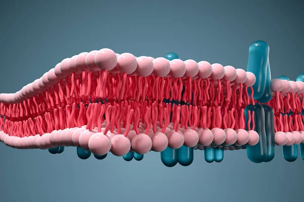 Zellmembran Und Biologie Biologisches Konzept Rendering Digitale Computerzeichnung — Stockfoto