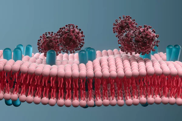 Buněčná Membrána Koronavirus Lékařský Koncept Vykreslování Digitální Kresba Počítače — Stock fotografie