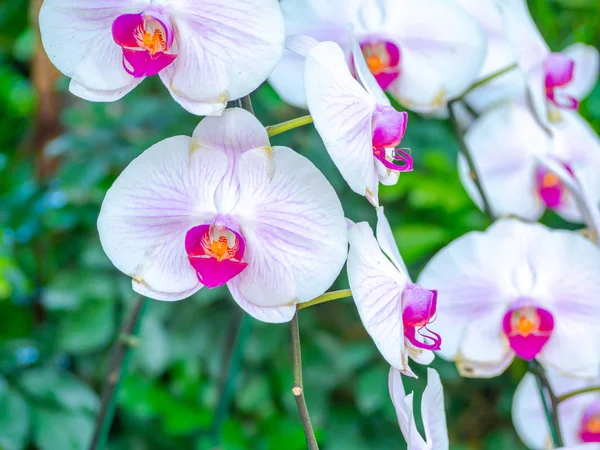 İlkbaharda ya da kışın bahçede kartpostallar için orkide çiçeği.