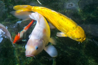 Süslü sazan ya da Koi gölette yüzüyor..