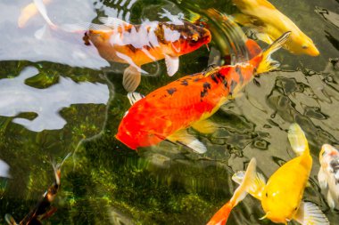 Süslü sazan ya da Koi gölette yüzüyor..