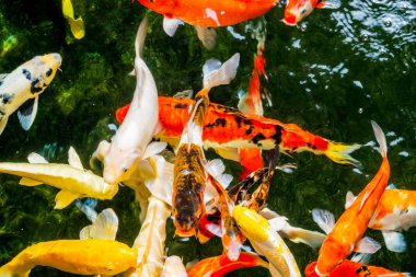 Süslü sazan ya da Koi gölette yüzüyor..