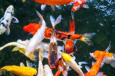 Süslü sazan ya da Koi gölette yüzüyor..