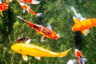 Süslü sazan ya da Koi gölette yüzüyor..