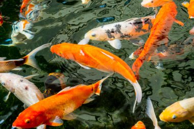 Süslü sazan ya da Koi gölette yüzüyor..