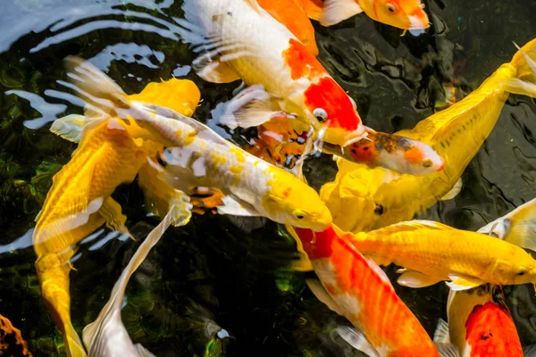 Ikan Mas Atau Koi Berenang Kolam — Stok Foto