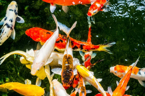 Ikan Mas Atau Koi Berenang Kolam — Stok Foto