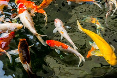 Süslü sazan ya da Koi gölette yüzüyor..