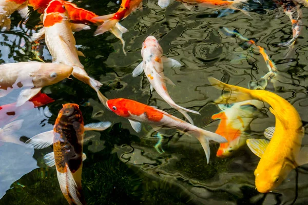 Carpa Chique Koi Nadando Uma Lagoa — Fotografia de Stock