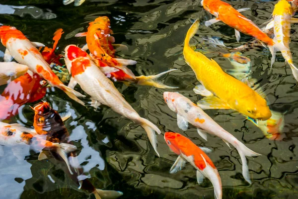 Carpa Chique Koi Nadando Uma Lagoa — Fotografia de Stock