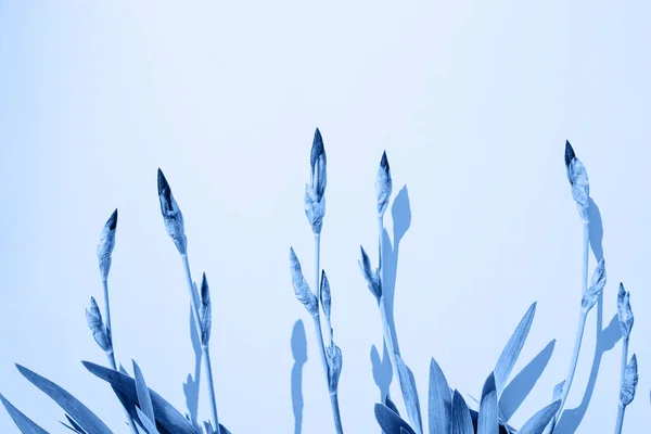 Flores da íris azul no fundo . — Fotografia de Stock