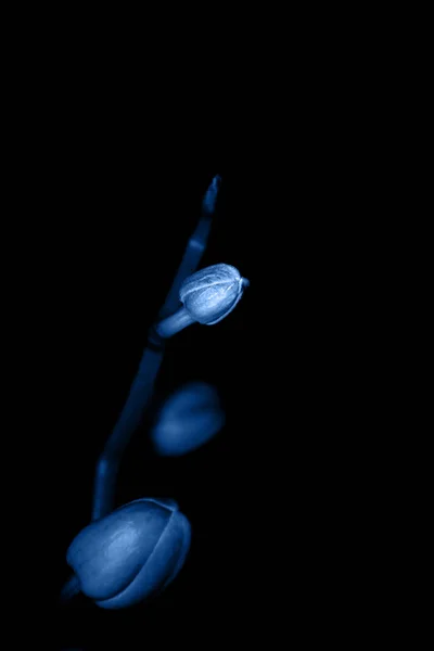 Brunch kwiat storczyka. — Zdjęcie stockowe
