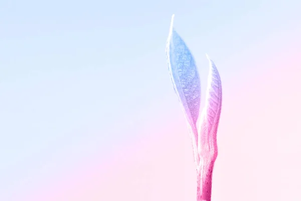 Sprout on blue and pink background. 