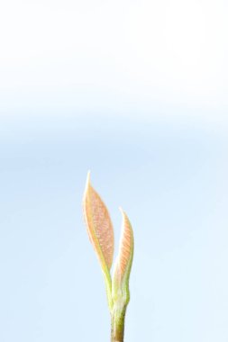 İzole edilmiş beyazda filizlen. 