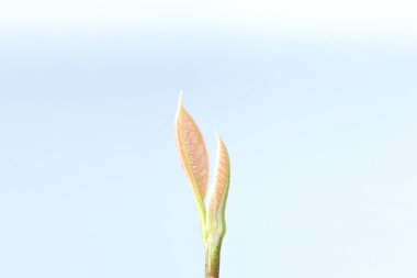 İzole edilmiş beyazda filizlen. 