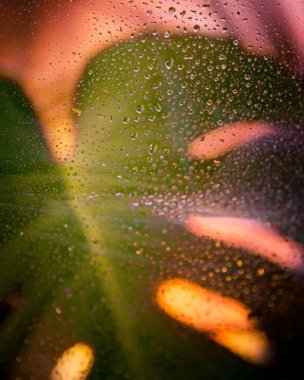 tropik bitkiler arka plan. 