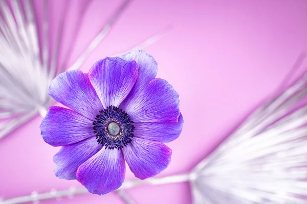 Helle Farbe Blütenknospe. — Stockfoto