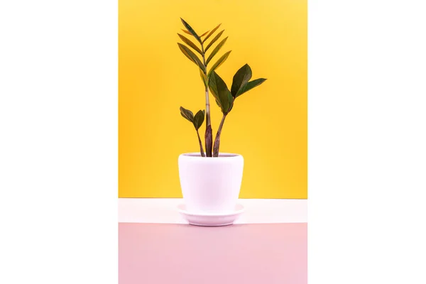 鉢の中の植物. — ストック写真