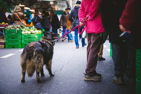 Sokaktaki köpek.