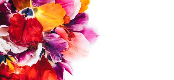 Colorful tulip flowers. — Stock Photo, Image