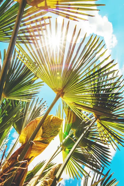 Green palm branches. — Stock Photo, Image