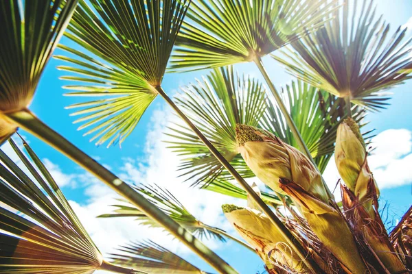 Palm tree branches. — Stock Photo, Image