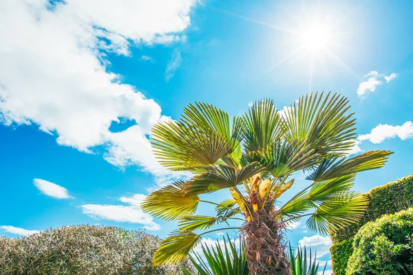 Palma tree and sunny day. — Stock Photo, Image